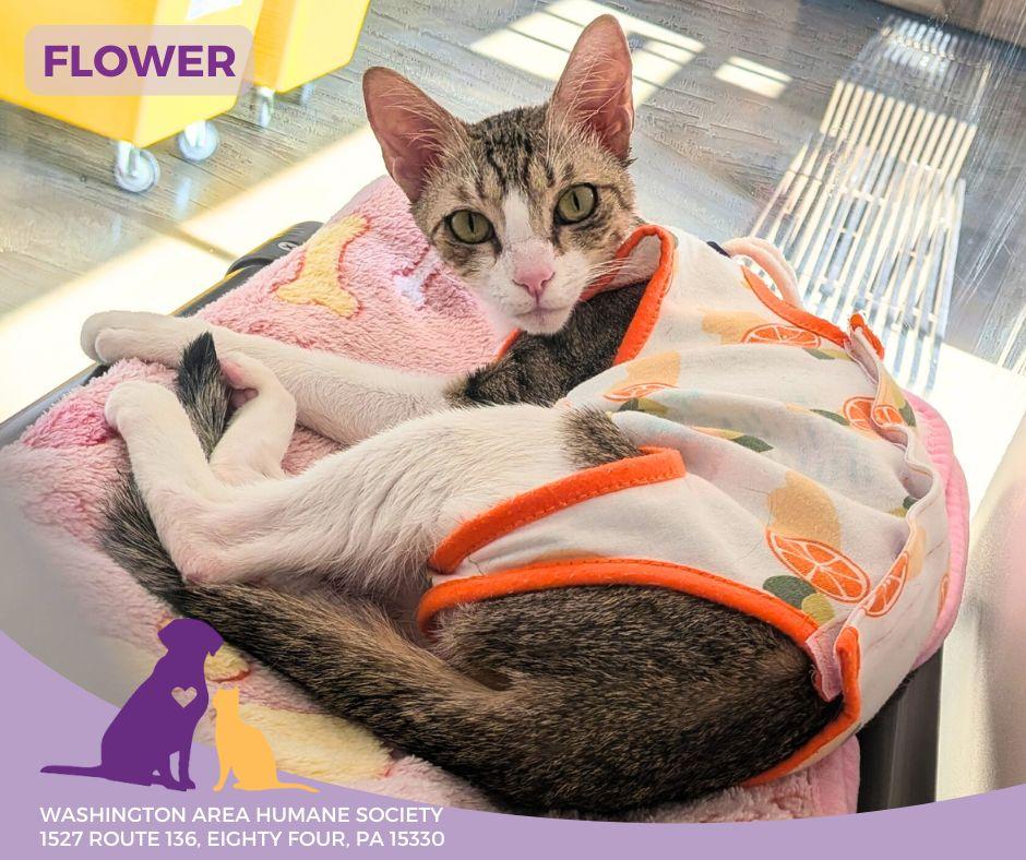Enlarge Flowers, a ADOPTABLE mixed breed in Eighty Four, PA image 1/2