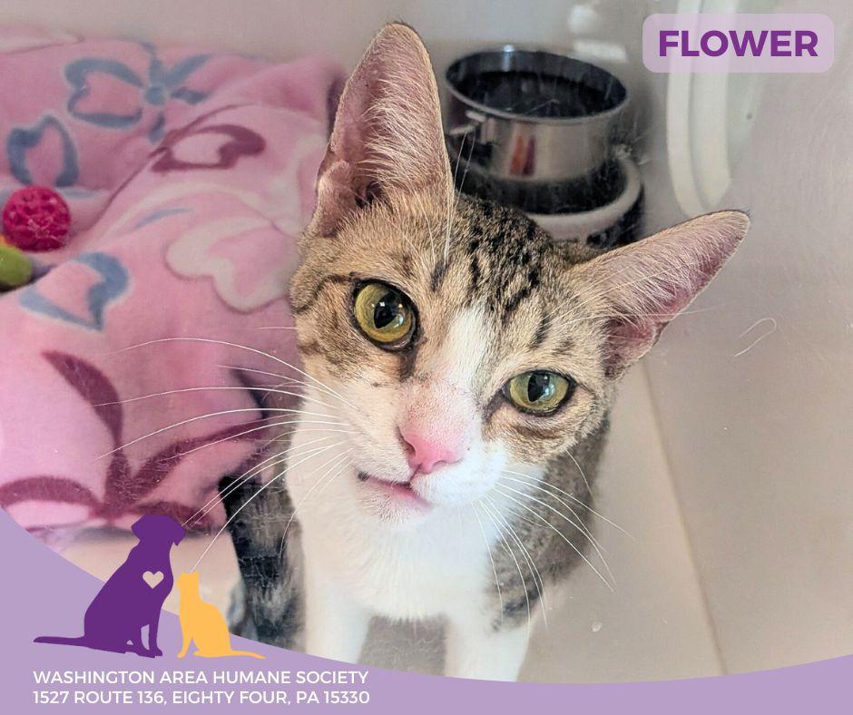 Enlarge Flowers, a ADOPTABLE mixed breed in Eighty Four, PA image 2/2