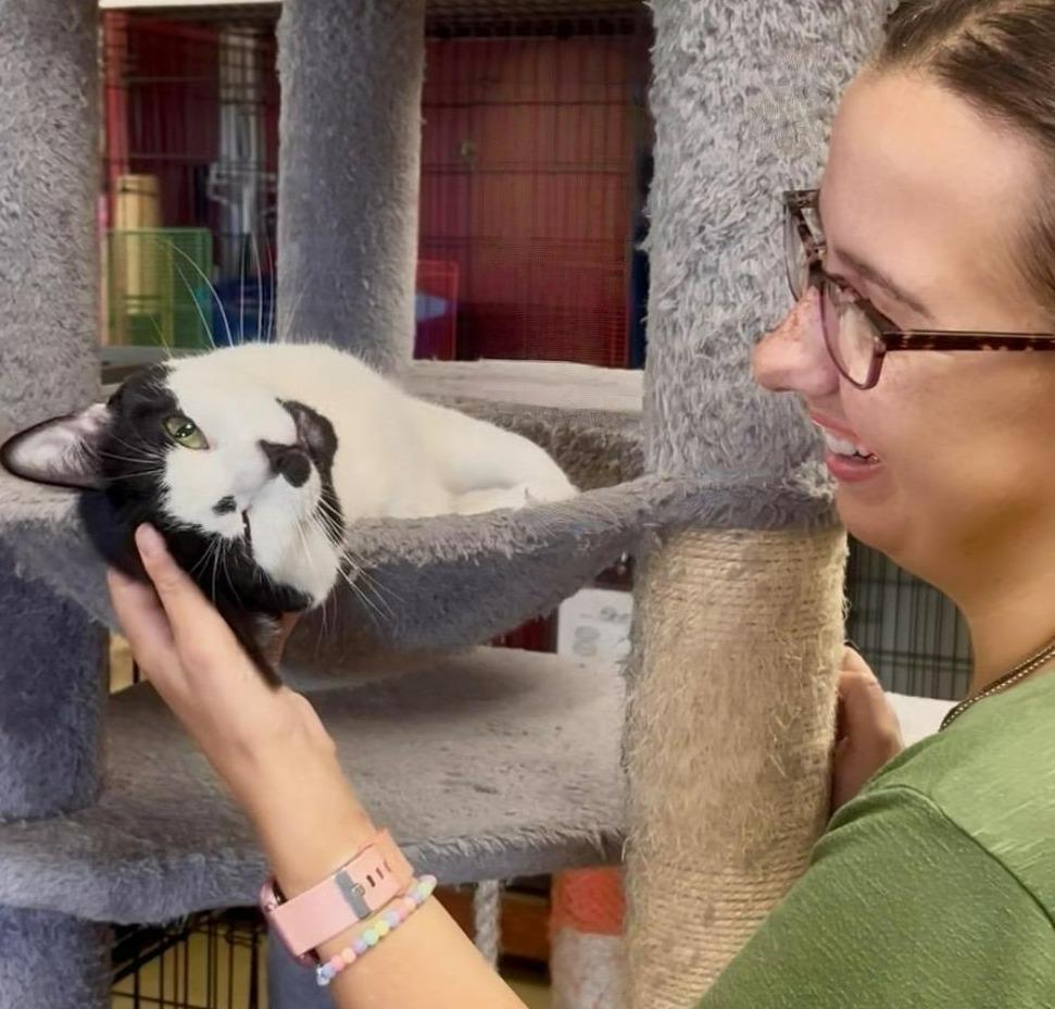 Enlarge Twylite — A Gentle Lap Cat for a Calm, Loving Home, a Adoptable Tuxedo in Hillsboro, TX image 2/6
