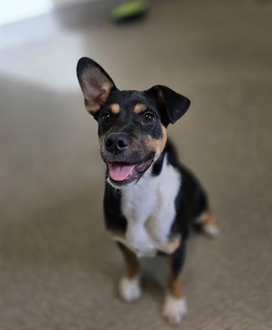 Enlarge Sampson, an adopted mixed breed in Manteca, CA image 1/1