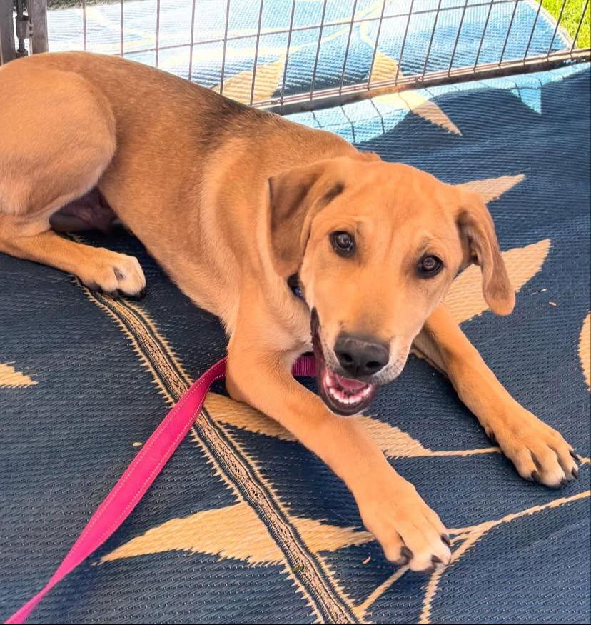 Enlarge Maverick ***Courtesy Post***, a Adoptable mixed breed in Glendale, AZ image 1/3