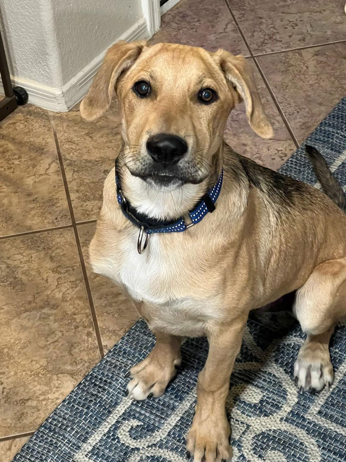 Enlarge Maverick ***Courtesy Post***, a Adoptable mixed breed in Glendale, AZ image 2/3