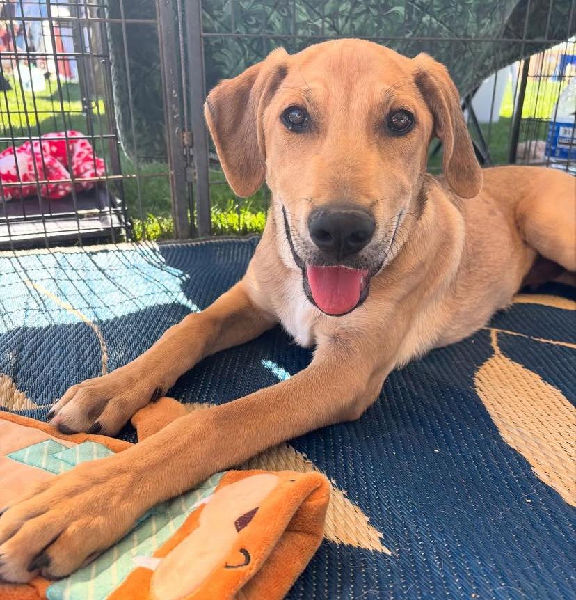 Enlarge Maverick ***Courtesy Post***, a Adoptable mixed breed in Glendale, AZ image 3/3