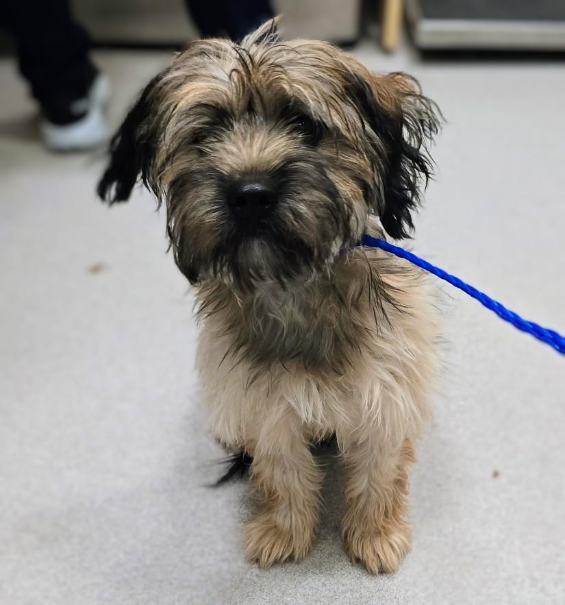 26-376 Nugget, Adopted, Young Female Yorkshire Terrier.