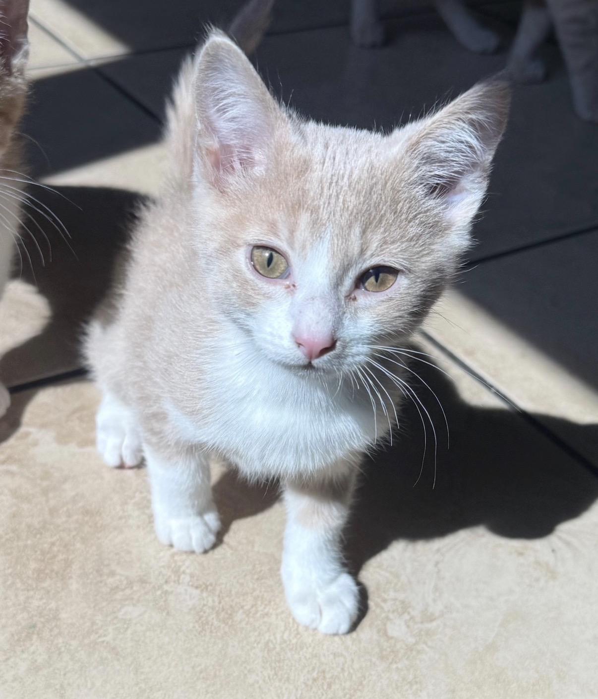 Sam, an adopted Domestic Short Hair in Maineville, OH image 4/5