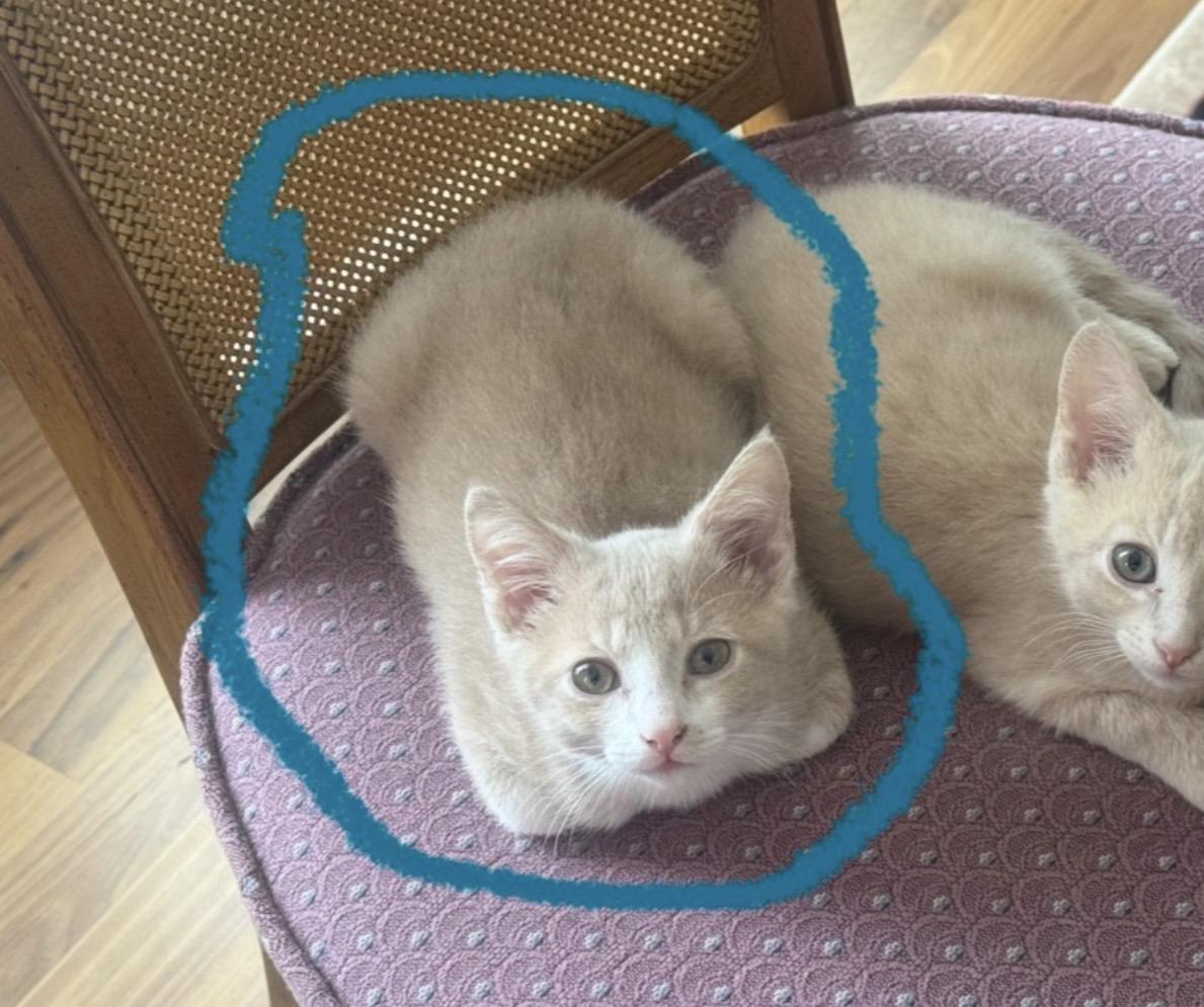 Sam, an adopted Domestic Short Hair in Maineville, OH image 5/5