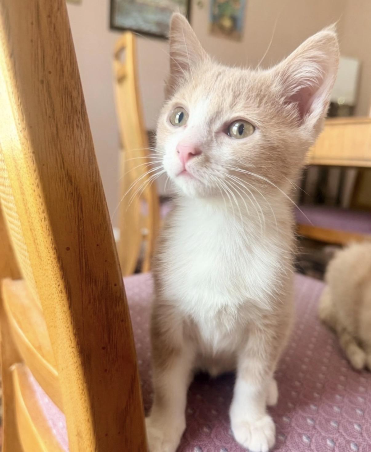 Sam, adopted, Kitten Male Domestic Short Hair.