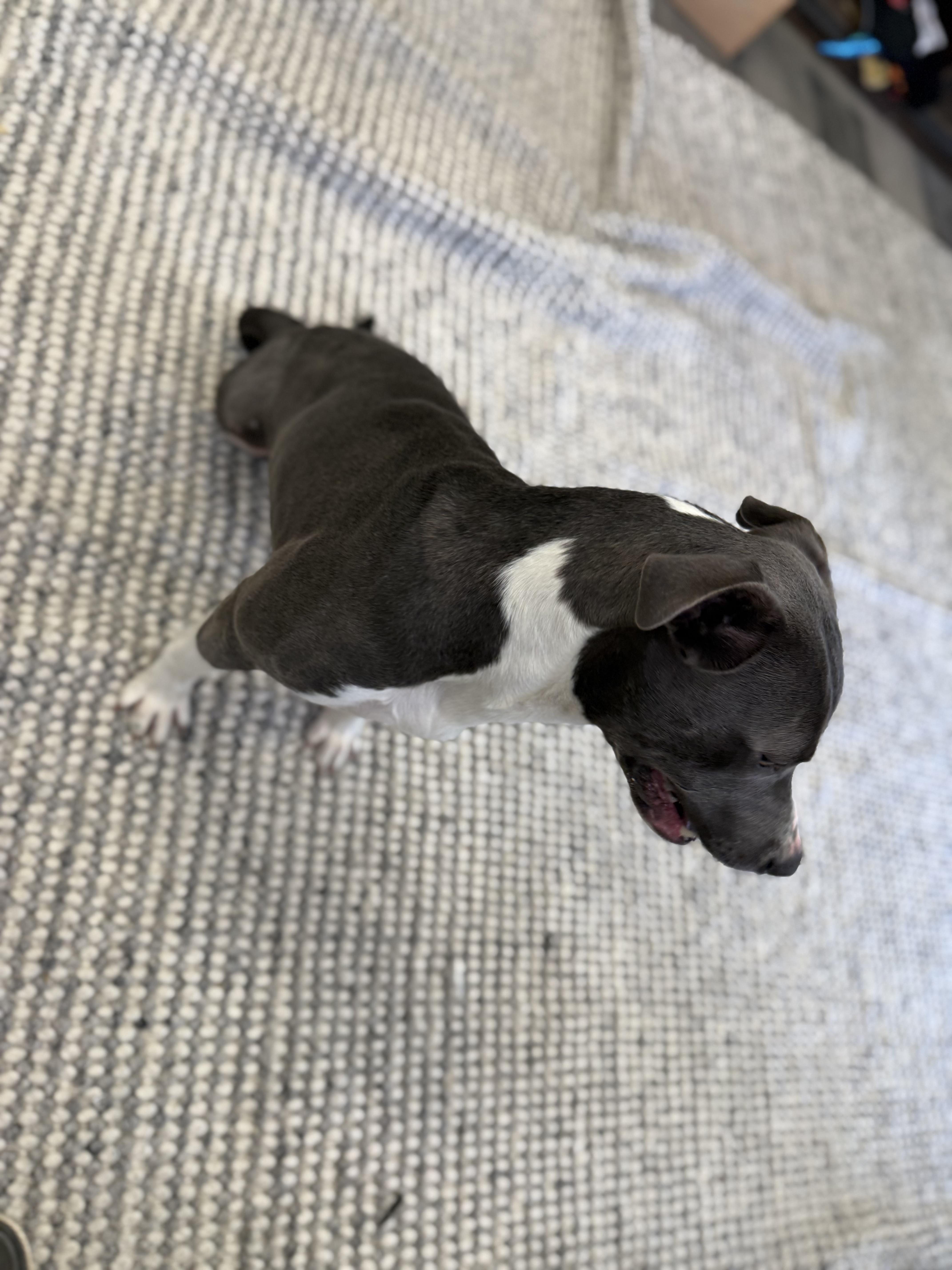 Enlarge Bishop, a Adoptable mixed breed in Broken Arrow, OK image 2/4