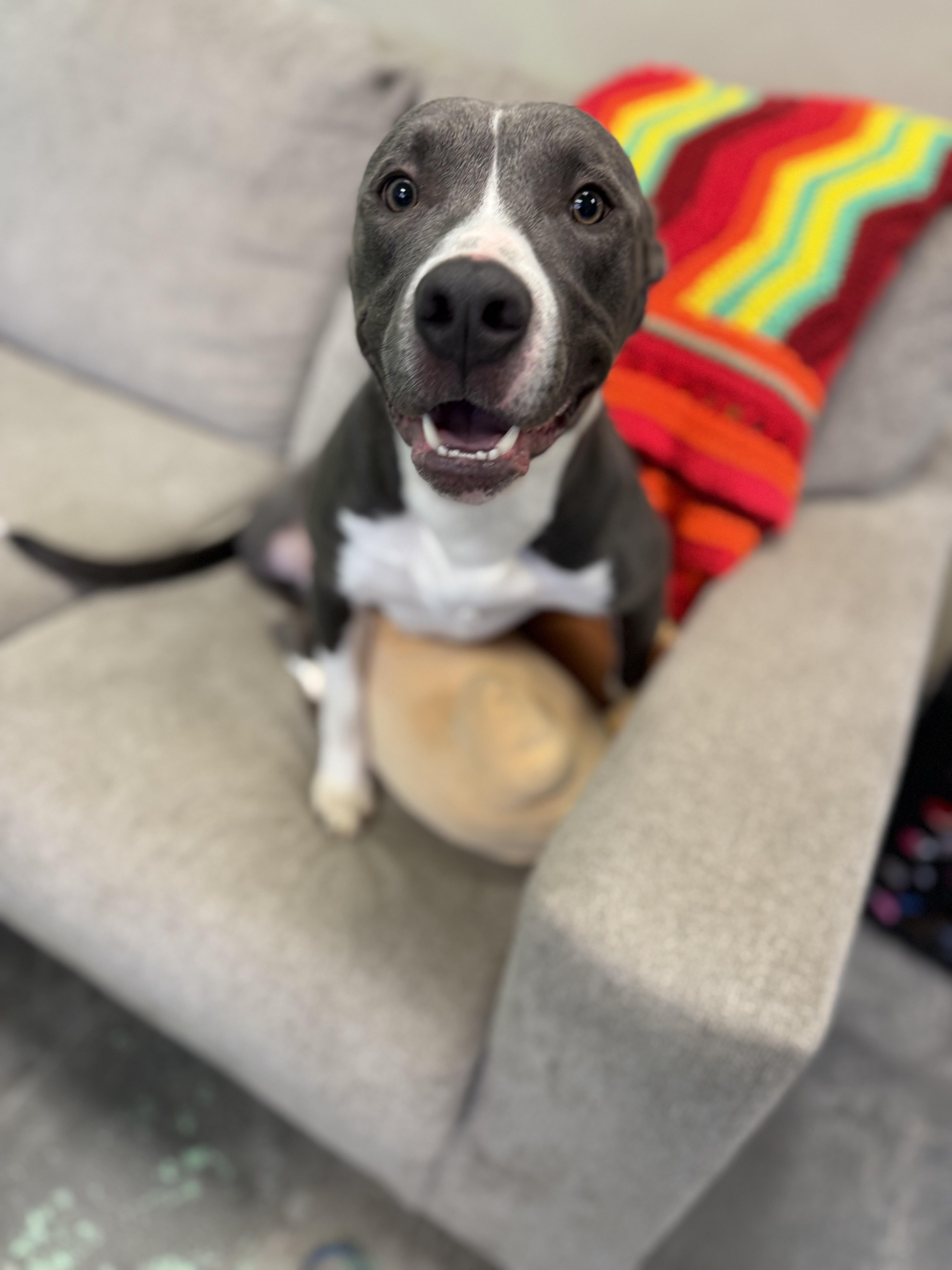 Enlarge Bishop, a Adoptable mixed breed in Broken Arrow, OK image 3/4