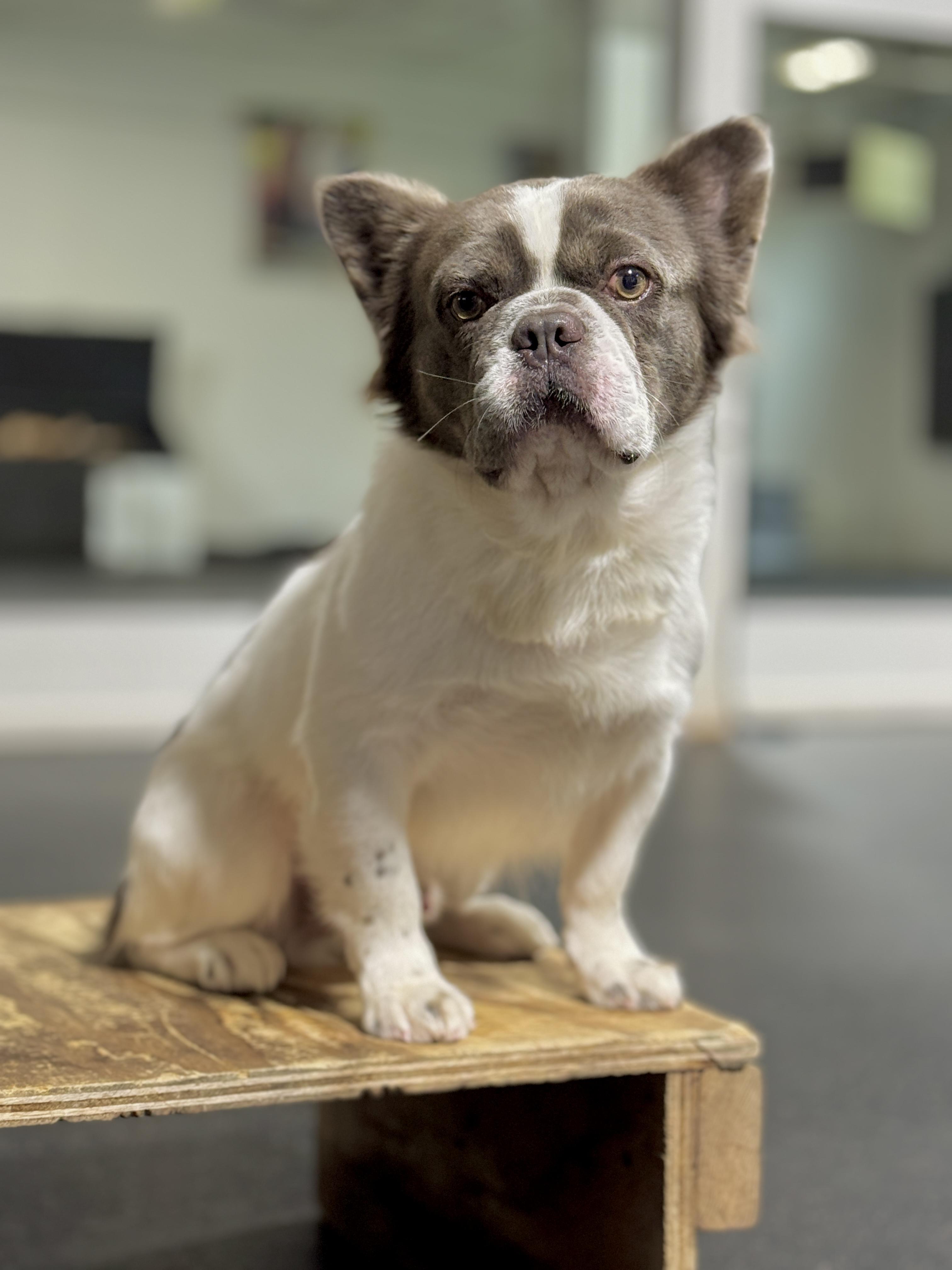Benny, Adult Male unknown