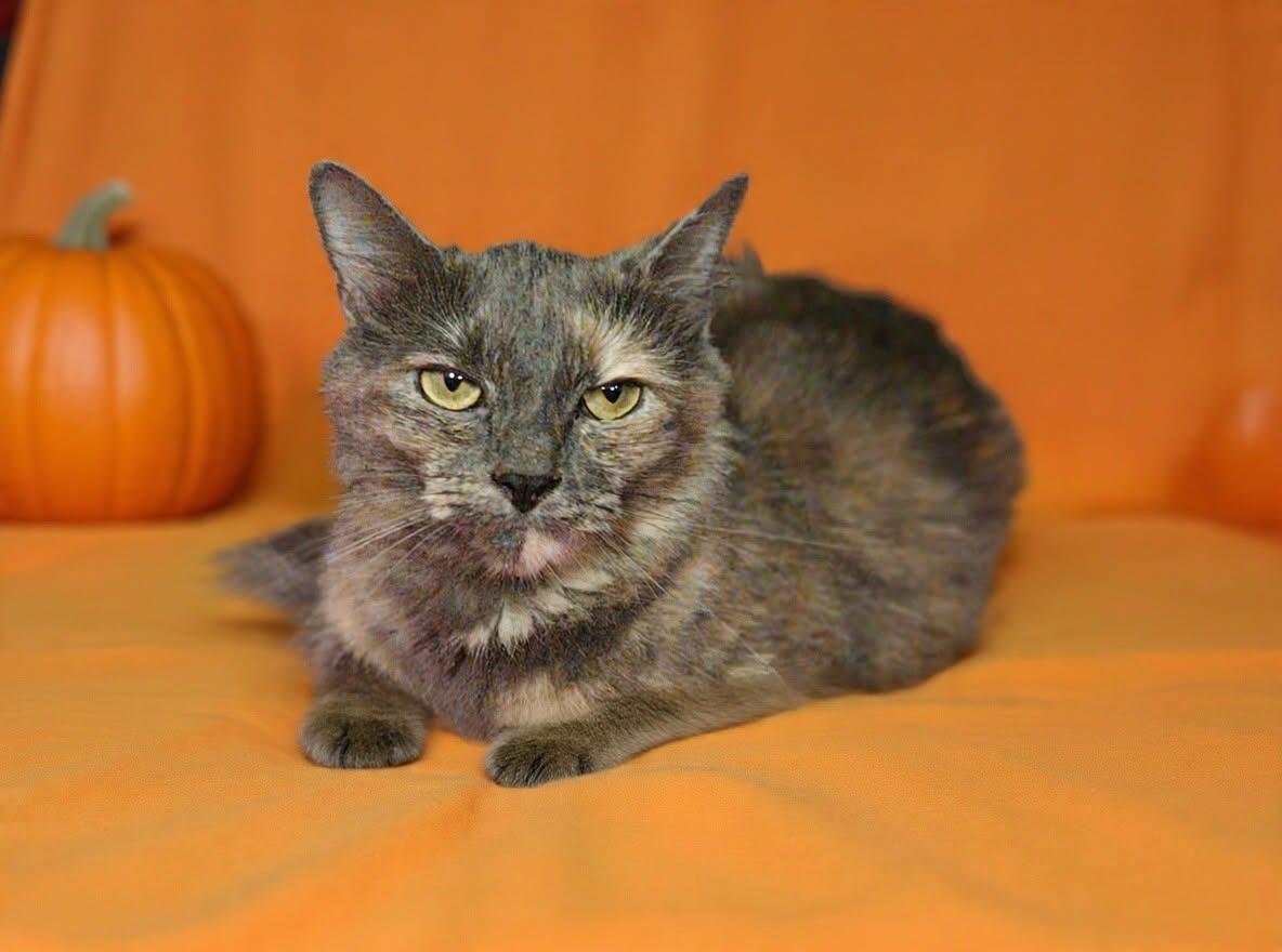 Enlarge Aqua 26/758, a Adoptable Domestic Long Hair in Talladega, AL image 1/3