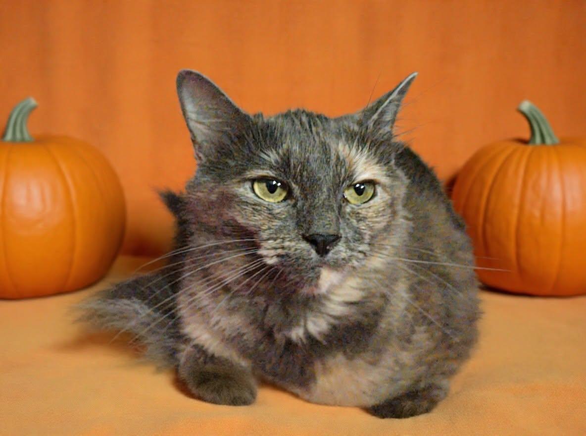 Enlarge Aqua 26/758, a Adoptable Domestic Long Hair in Talladega, AL image 2/3