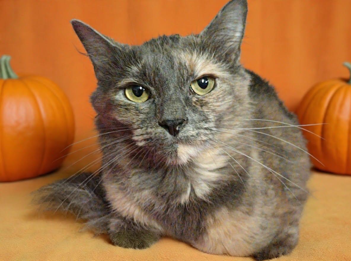 Enlarge Aqua 26/758, a Adoptable Domestic Long Hair in Talladega, AL image 3/3