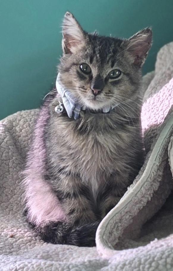 Atticus, ADOPTABLE, Kitten Male Domestic Short Hair.