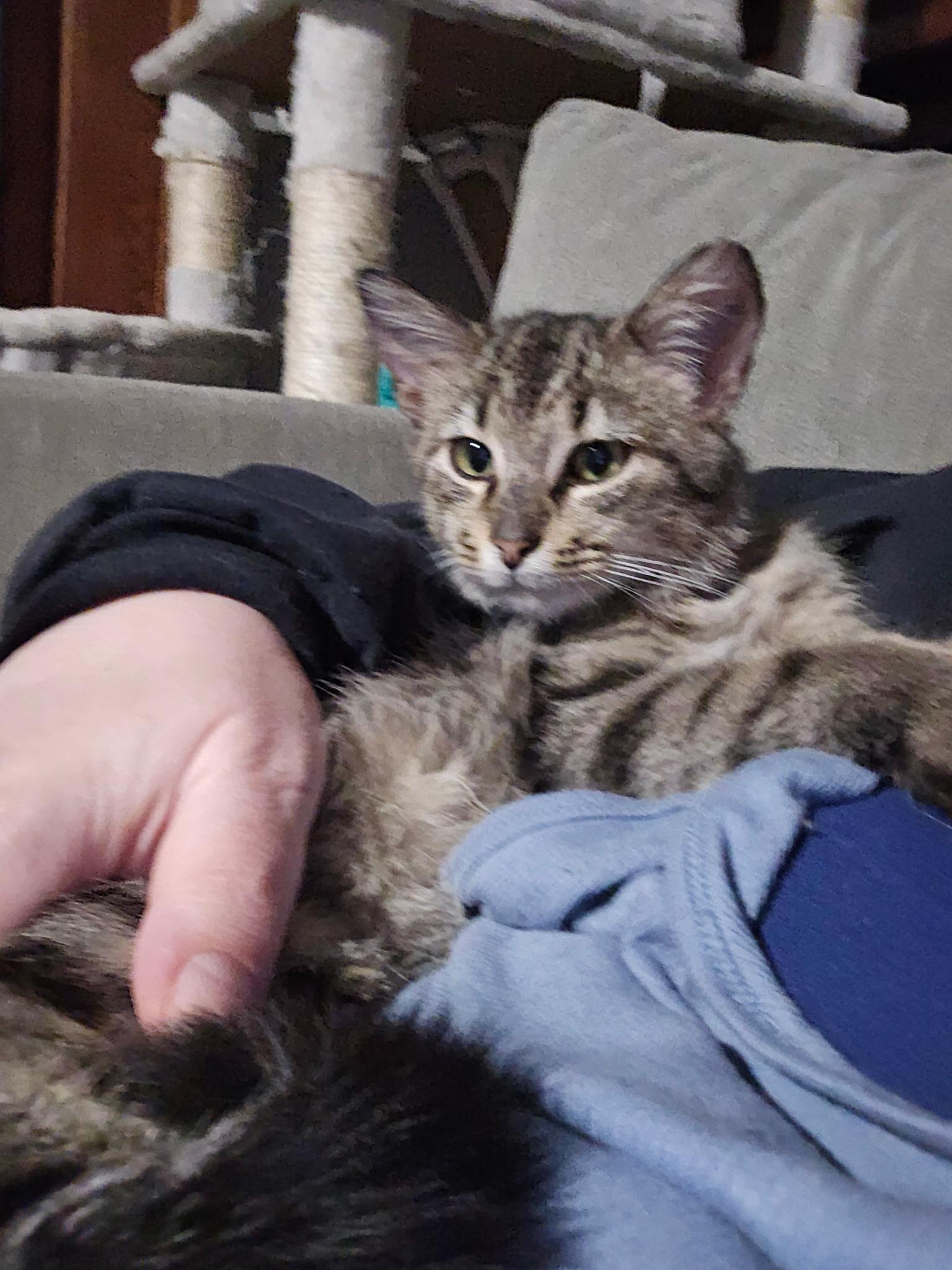 Enlarge Atticus, a ADOPTABLE Domestic Short Hair in Cleveland, OH image 3/6