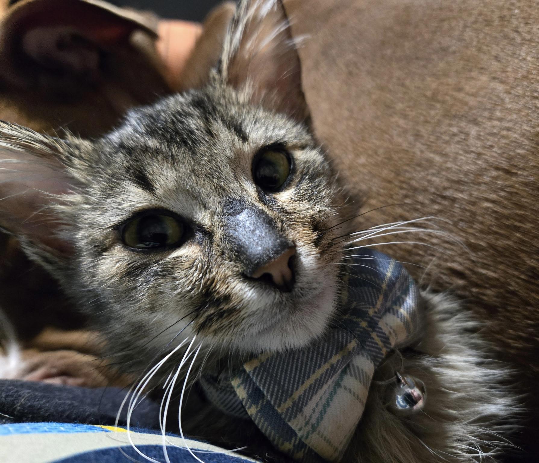 Enlarge Atticus, a ADOPTABLE Domestic Short Hair in Cleveland, OH image 6/6