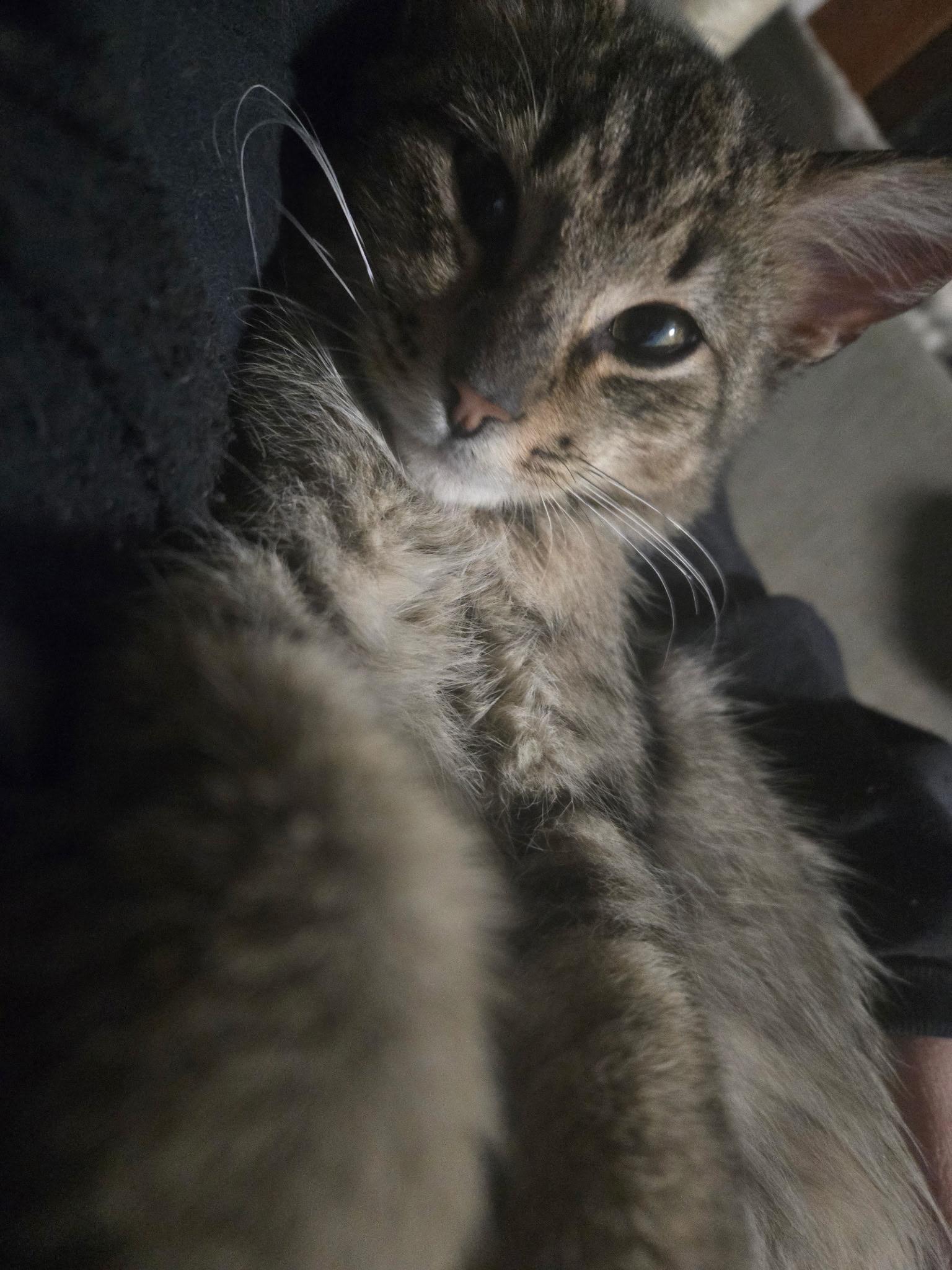 Enlarge Atticus, a ADOPTABLE Domestic Short Hair in Cleveland, OH image 2/6