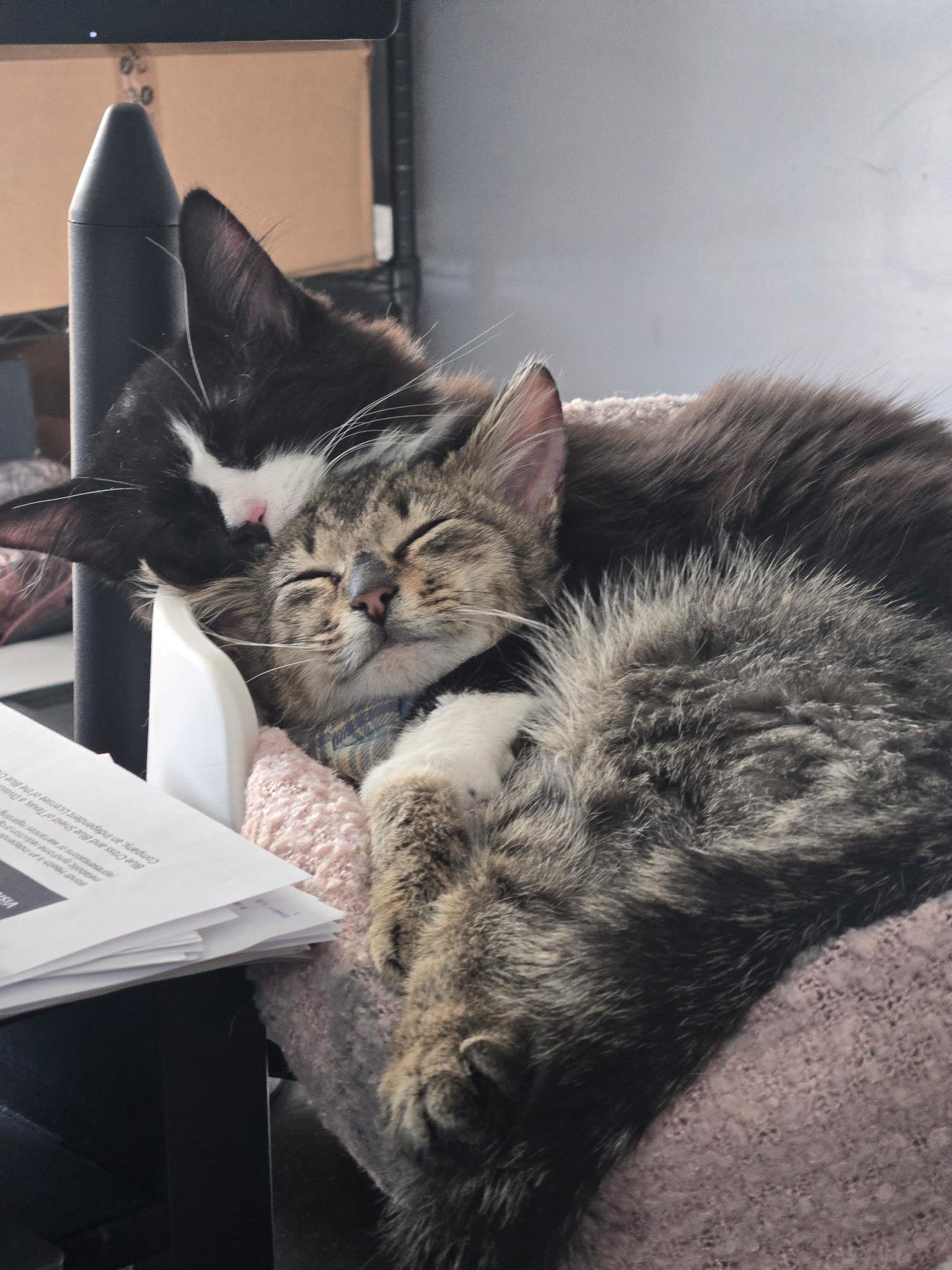 Enlarge Atticus, a ADOPTABLE Domestic Short Hair in Cleveland, OH image 5/6