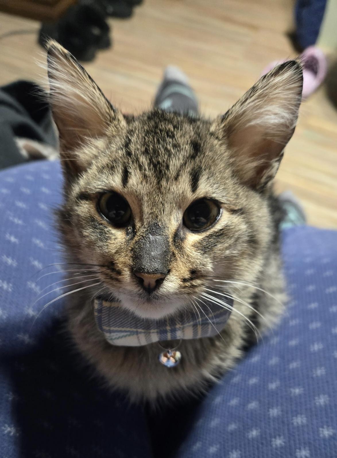 Enlarge Atticus, a ADOPTABLE Domestic Short Hair in Cleveland, OH image 4/6