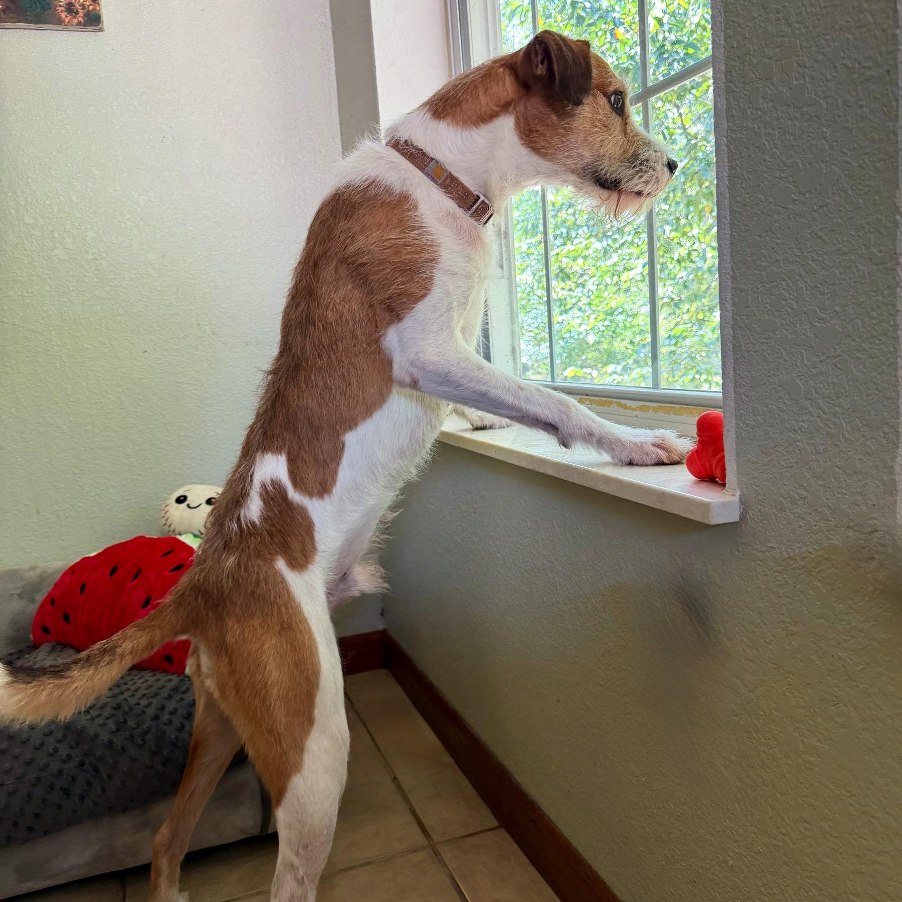 Diego, a Adoptable mixed breed in High Ridge, MO image 6/6