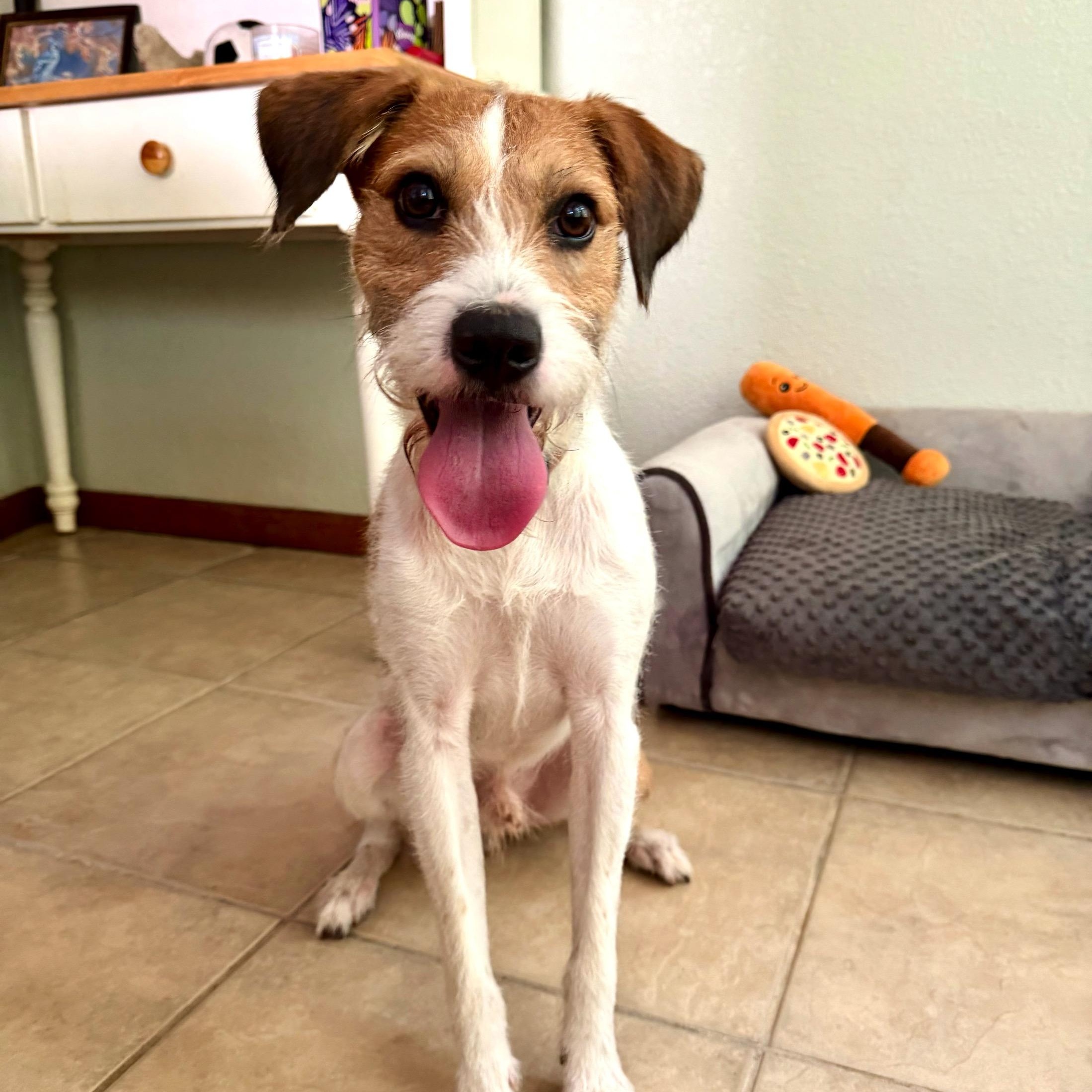 Diego, a Adoptable mixed breed in High Ridge, MO image 5/6