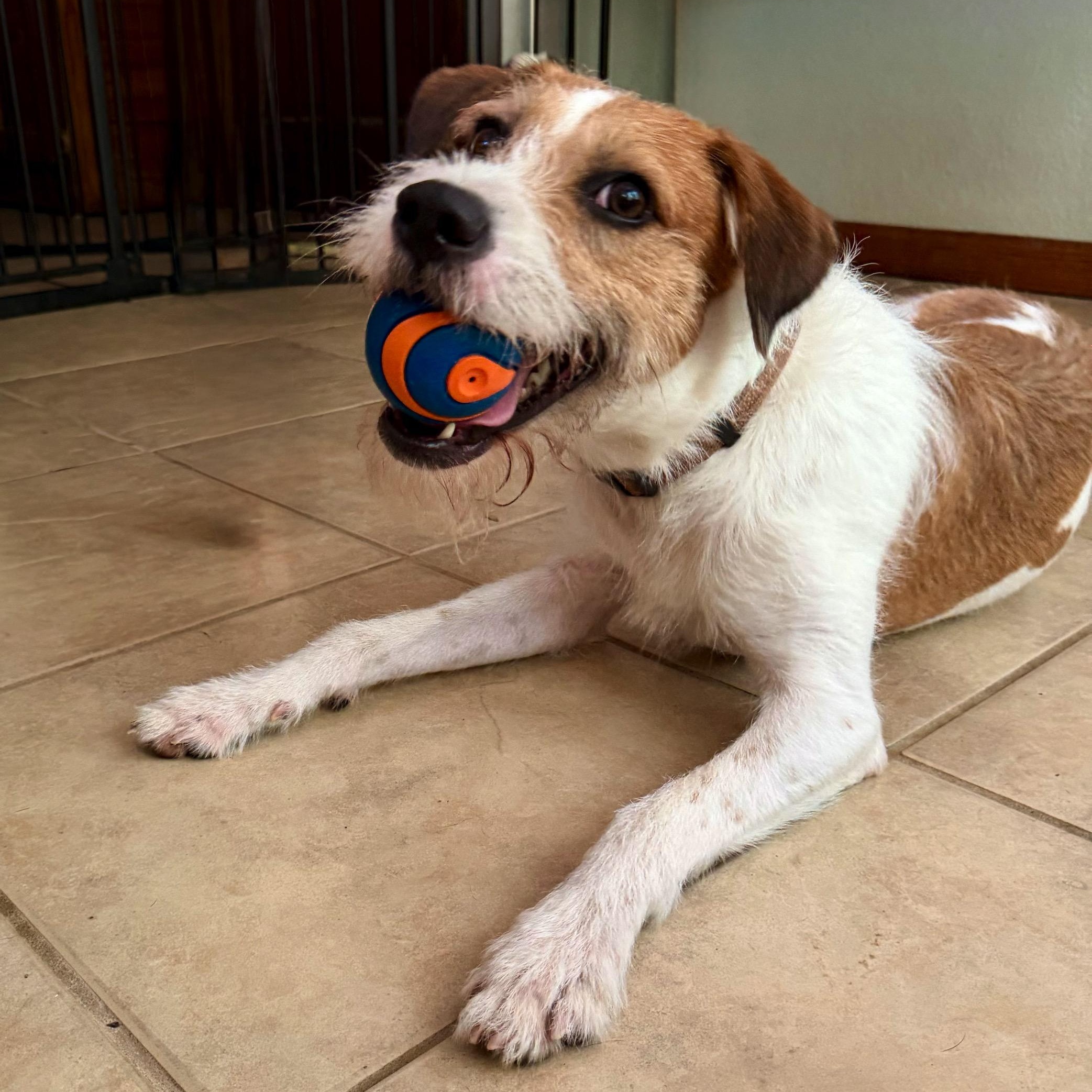 Diego, a Adoptable mixed breed in High Ridge, MO image 3/6
