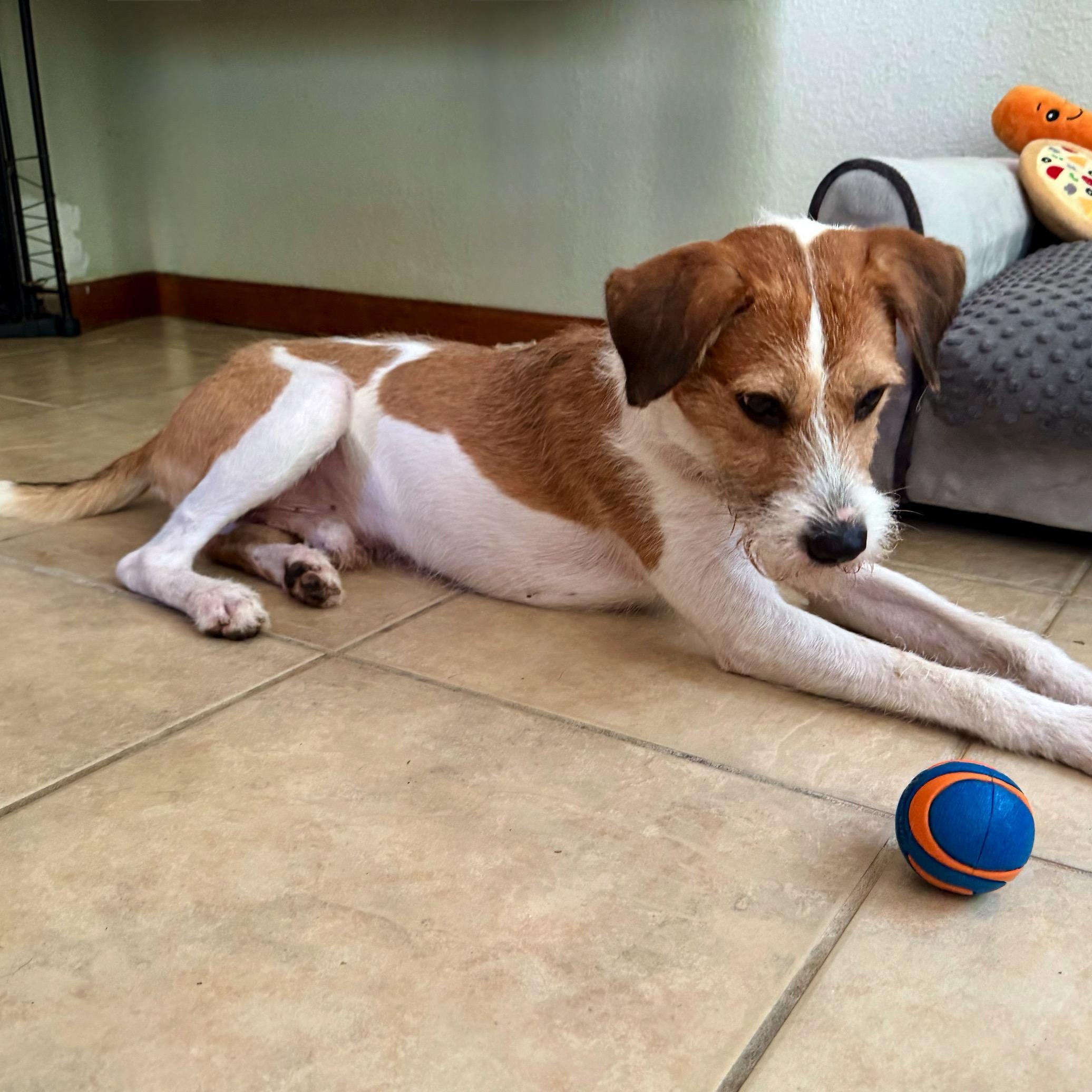 Diego, a Adoptable mixed breed in High Ridge, MO image 4/6