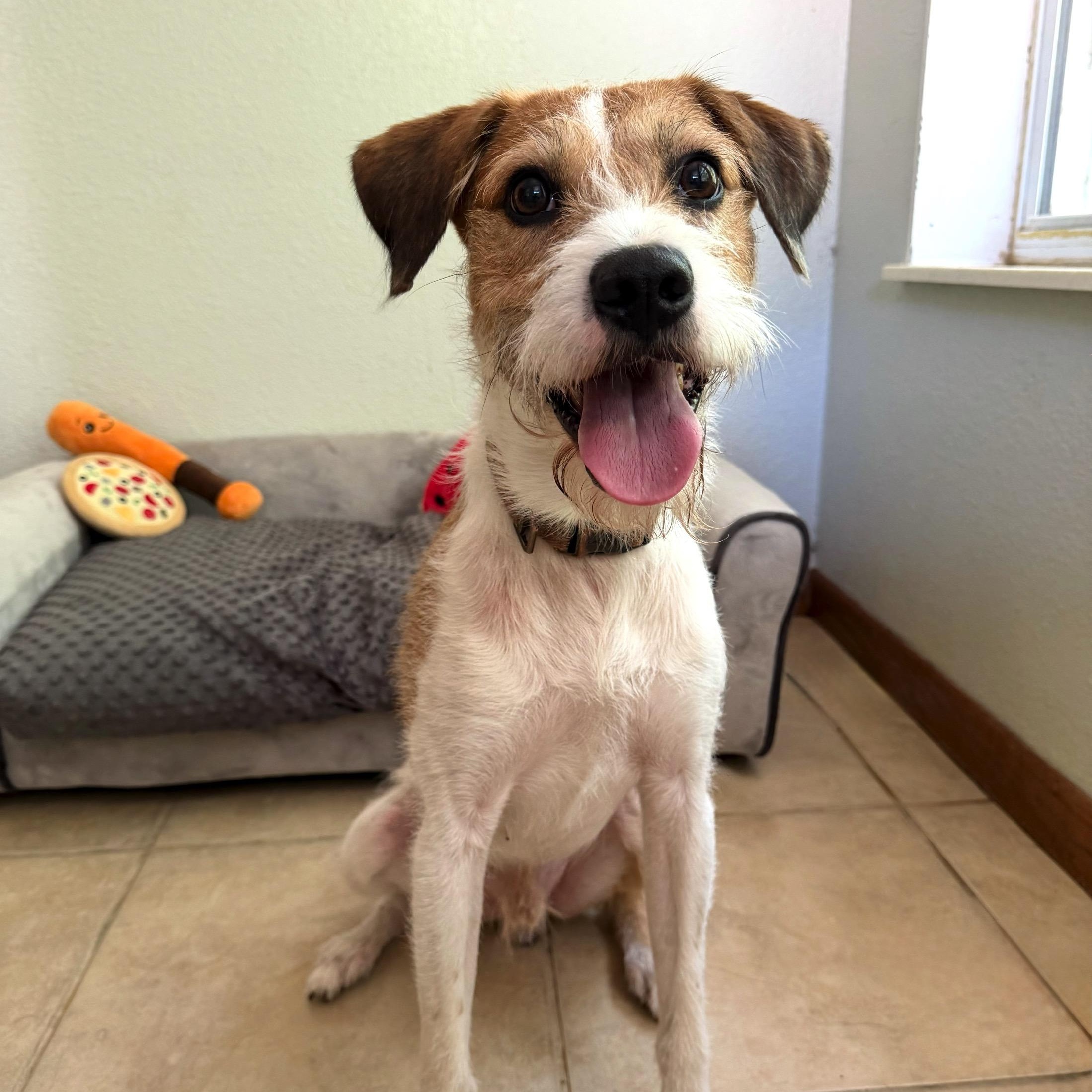 Diego, Adoptable, Young Male Parson Russell Terrier & Fox Terrier.