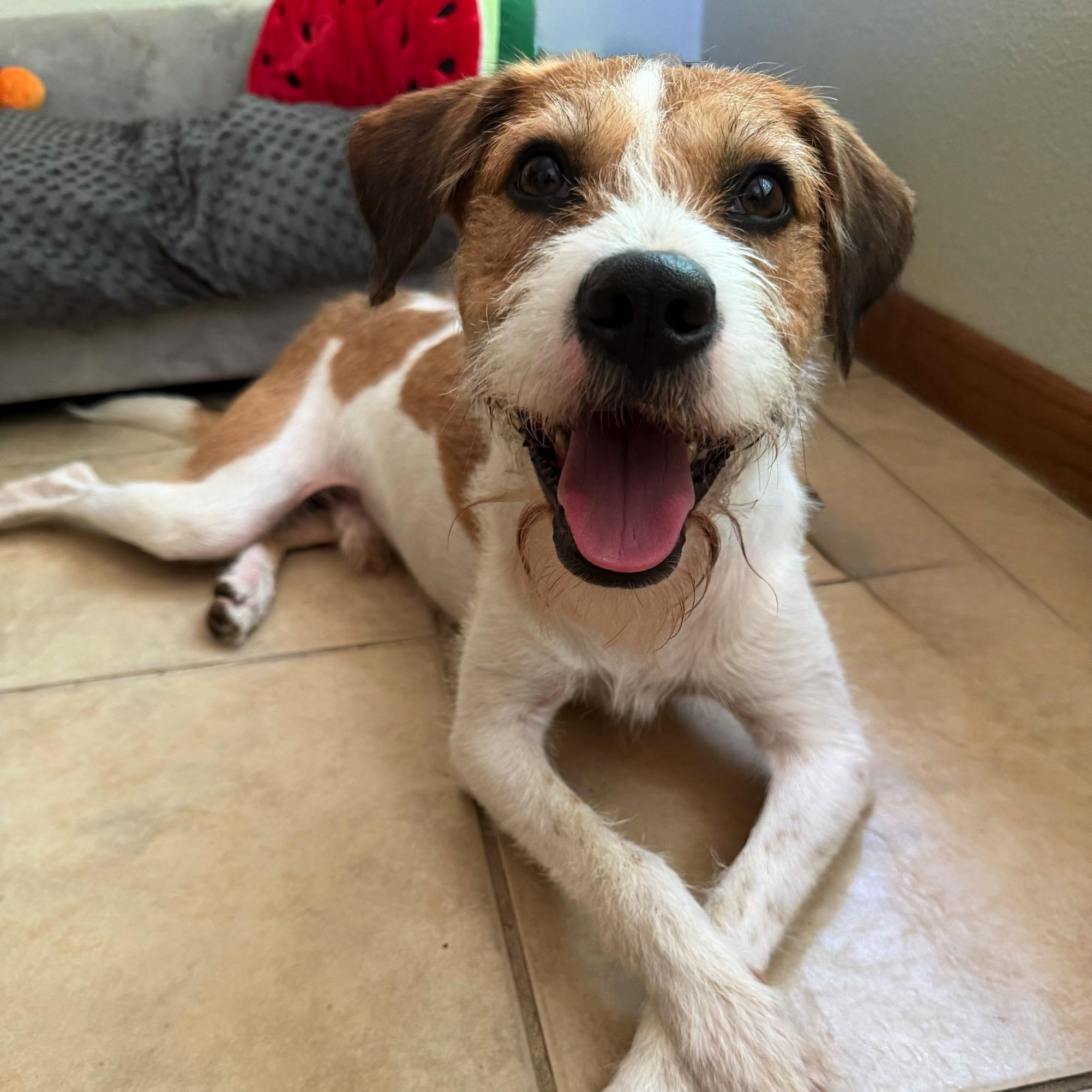 Diego, a Adoptable mixed breed in High Ridge, MO image 2/6