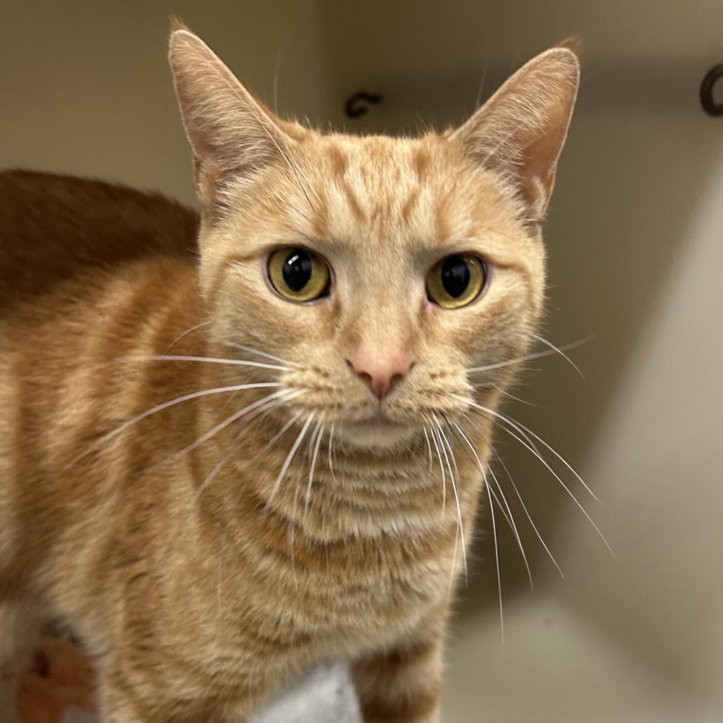 Cheeto, a Adoptable Domestic Short Hair in Zanesville, OH image 1/2