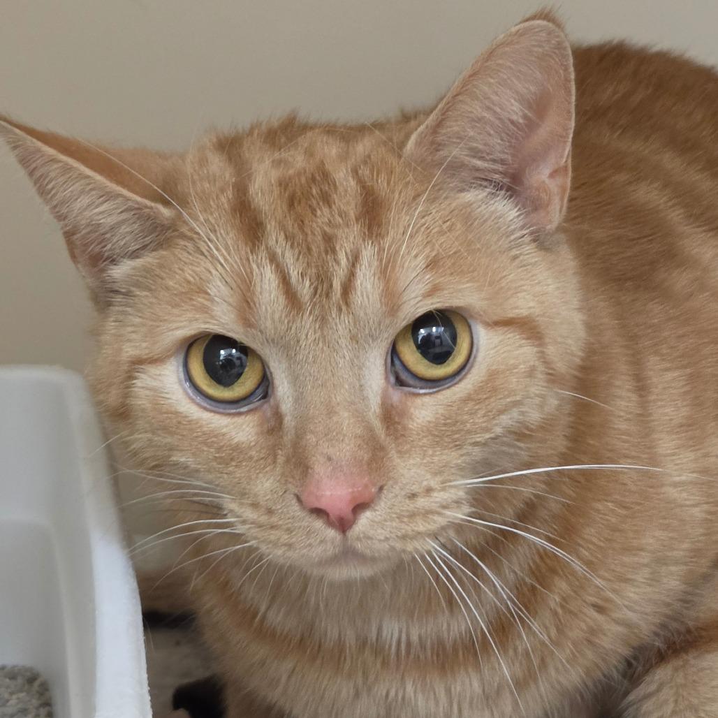 Cheeto, a Adoptable Domestic Short Hair in Zanesville, OH image 2/2