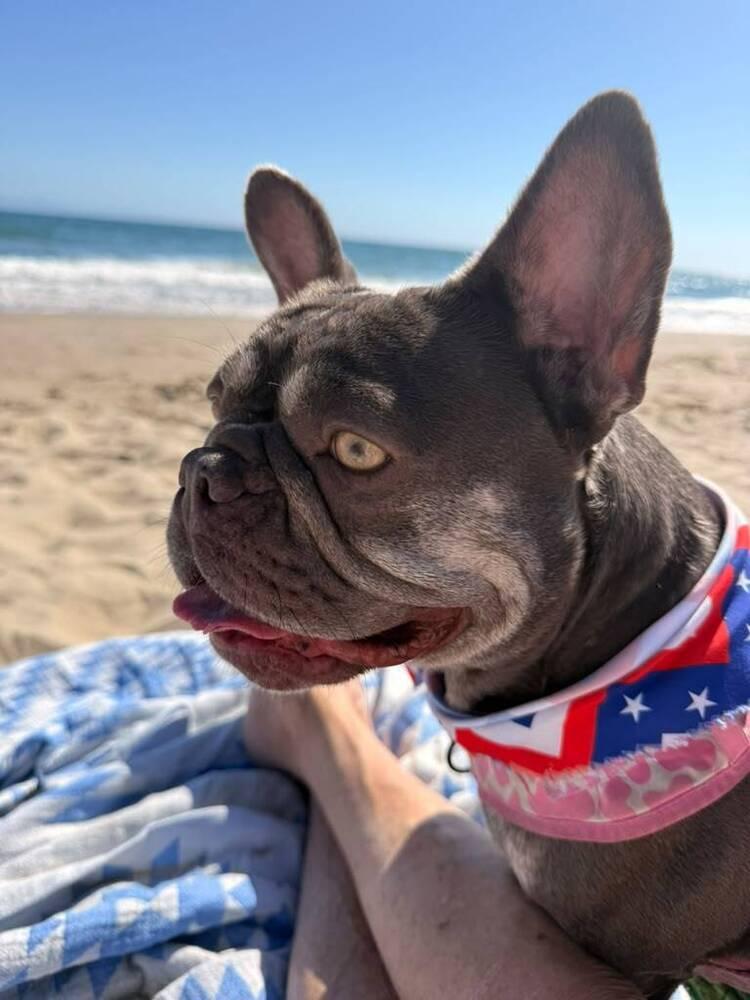Enlarge Glory, a Adoptable French Bulldog in ventura, CA image 2/2
