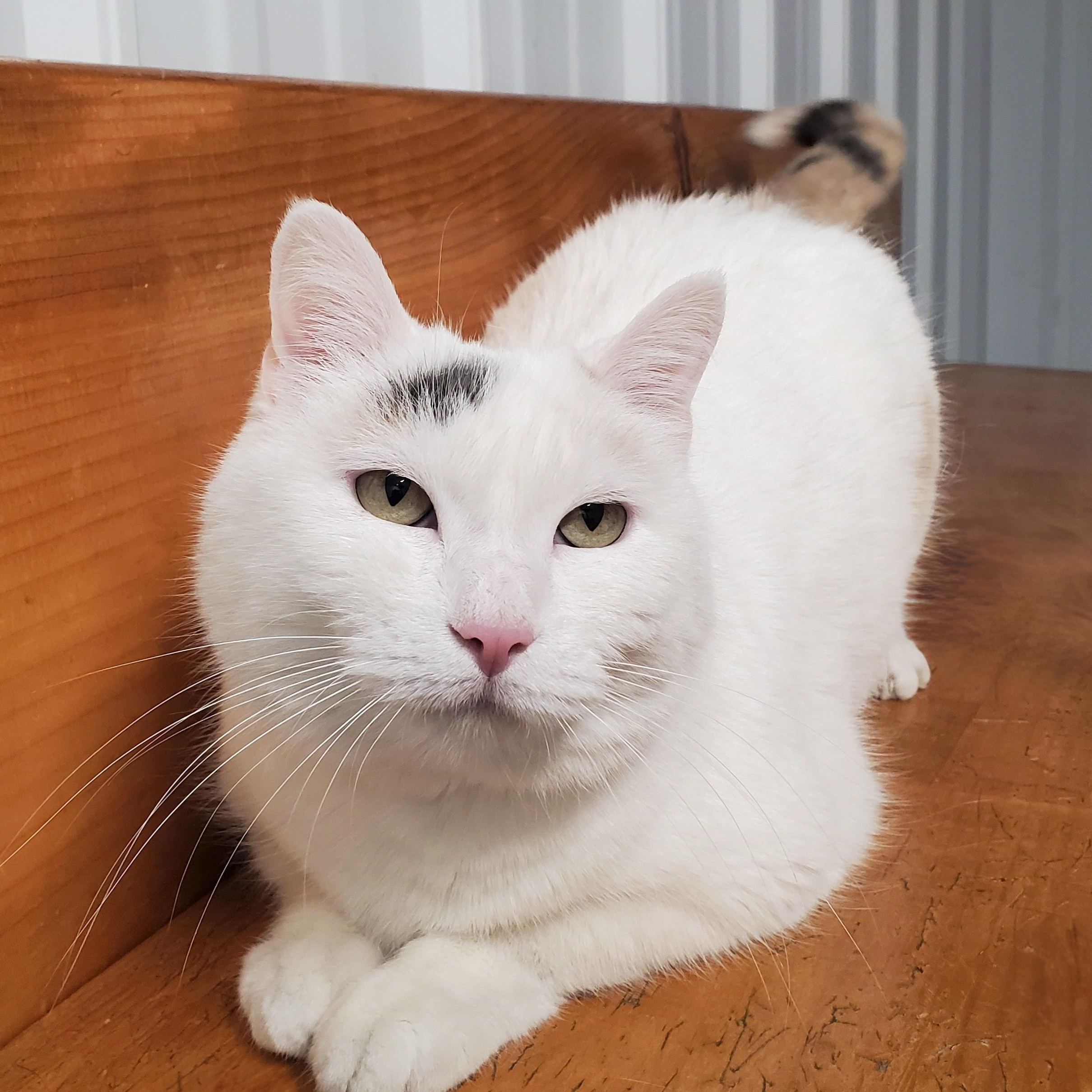 Enlarge Snow, an adopted Domestic Short Hair in Marseilles, IL image 1/1