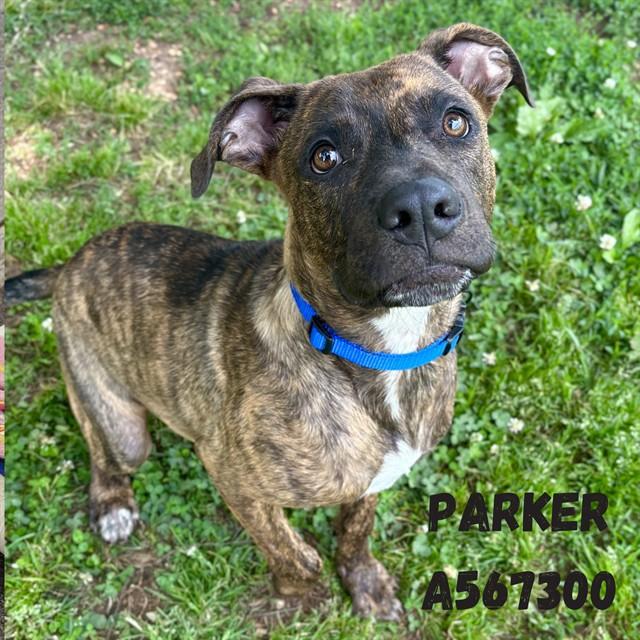 Enlarge PARKER, a Adoptable mixed breed in Huntsville, AL image 1/1