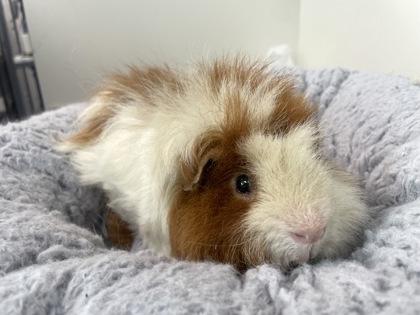 Robert, a Adoptable Guinea Pig in Boulder, CO image 1/2