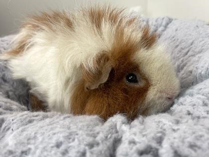 Robert, a Adoptable Guinea Pig in Boulder, CO image 2/2