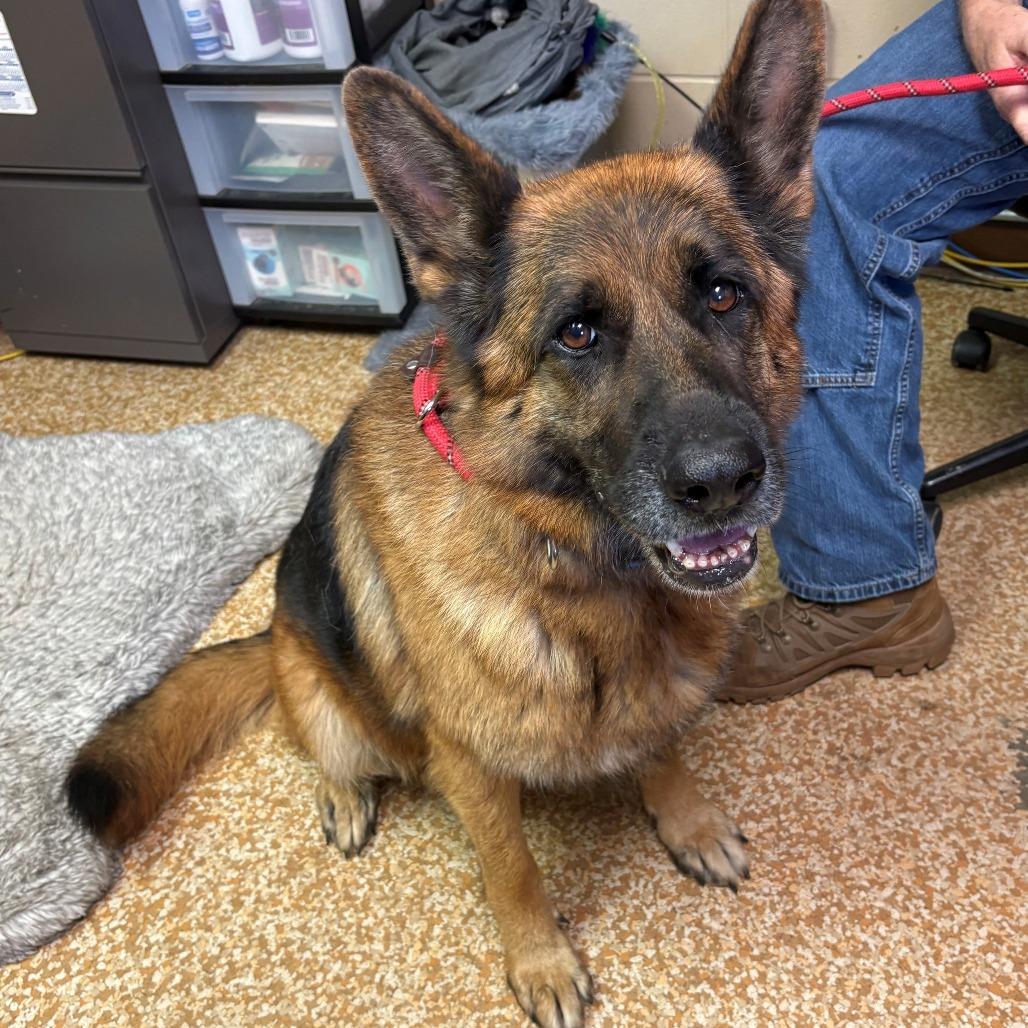 Ezra, Adoptable, Adult Female German Shepherd Dog.