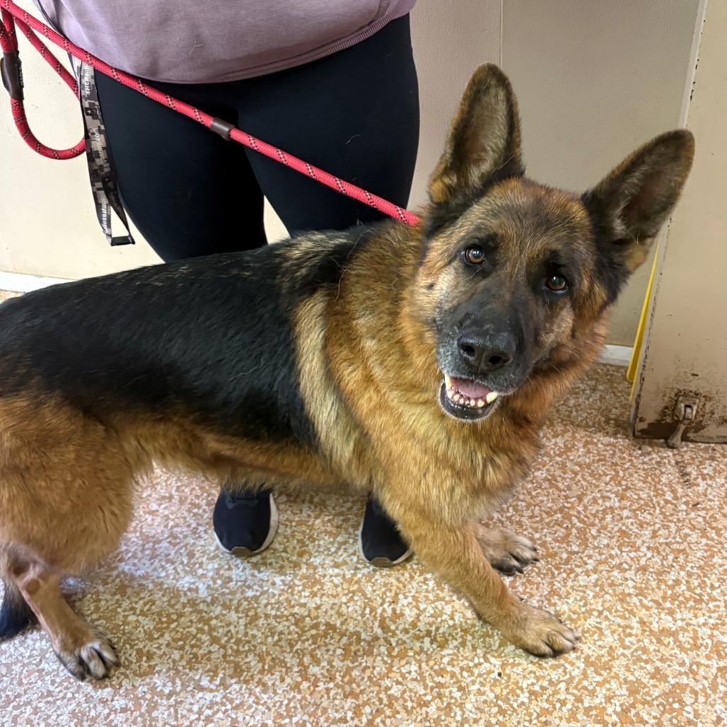 Ezra, a Adoptable German Shepherd Dog in Chehalis, WA image 2/2