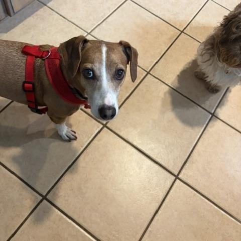 Enlarge Kady, an adoptable mixed breed in Tulsa, OK image 2/3