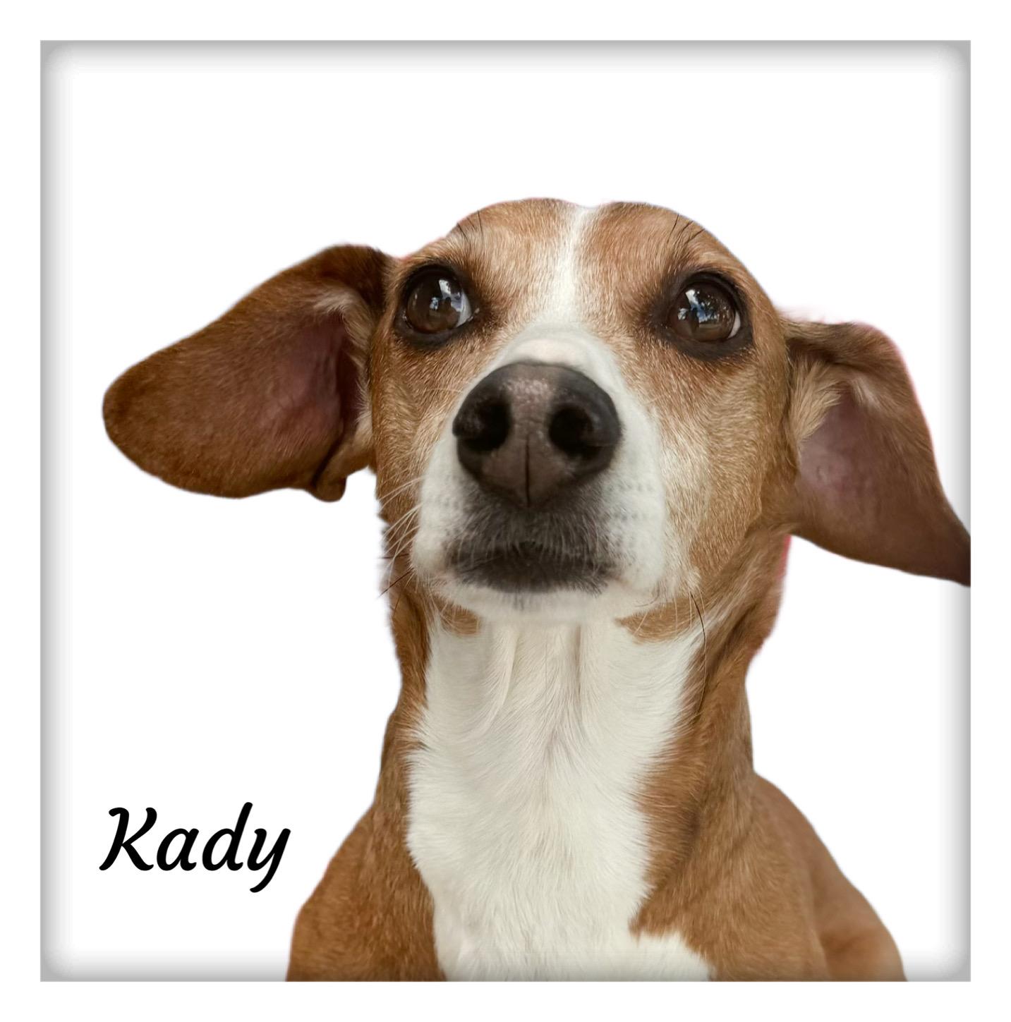 Enlarge Kady, an adoptable mixed breed in Tulsa, OK image 2/5