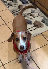 Enlarge Kady, an adoptable mixed breed in Tulsa, OK image 1/3