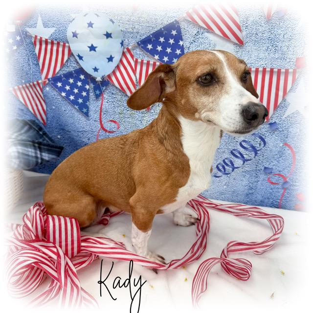 Enlarge Kady, an adoptable mixed breed in Tulsa, OK image 1/5