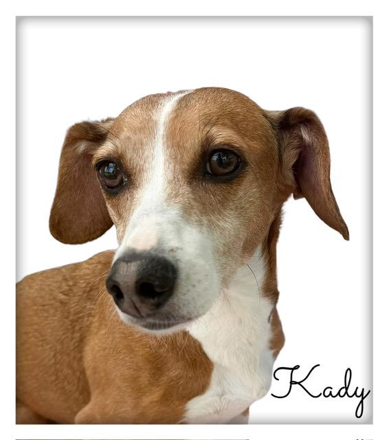 Enlarge Kady, an adoptable mixed breed in Tulsa, OK image 3/5