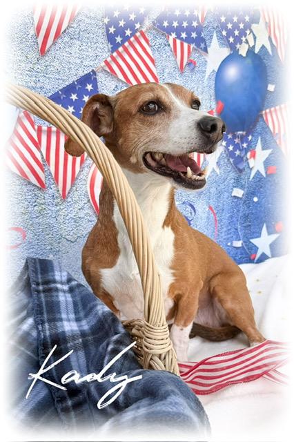 Enlarge Kady, an adoptable mixed breed in Tulsa, OK image 4/5