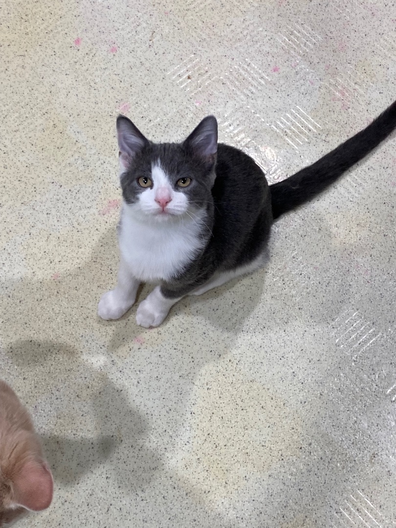 Orlando, a Adopted Domestic Short Hair in Pomona, NY image 1/5