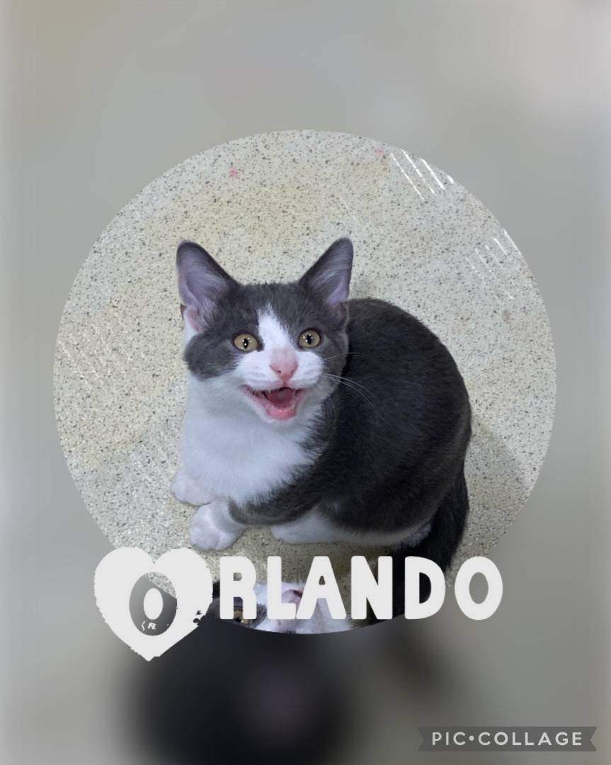 Orlando, a Adopted Domestic Short Hair in Pomona, NY image 2/5