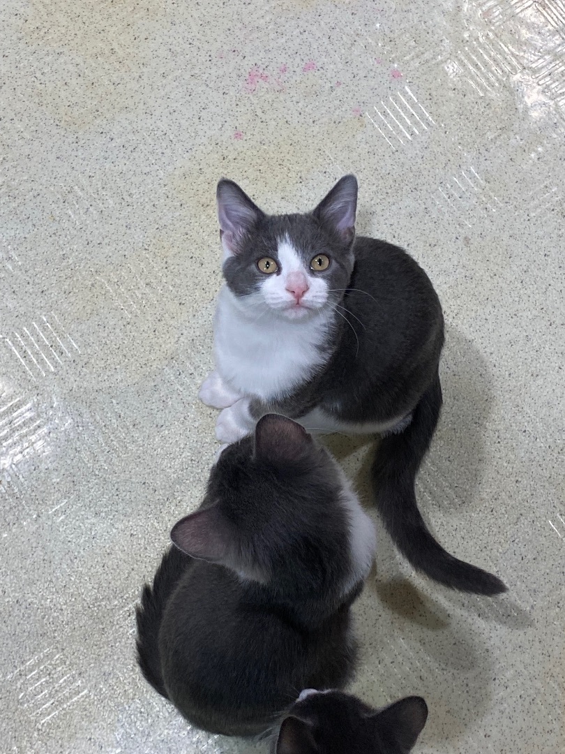 Orlando, a Adopted Domestic Short Hair in Pomona, NY image 3/5