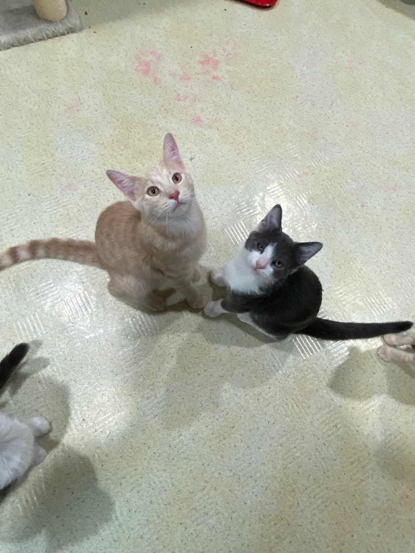 Orlando, a Adopted Domestic Short Hair in Pomona, NY image 4/5