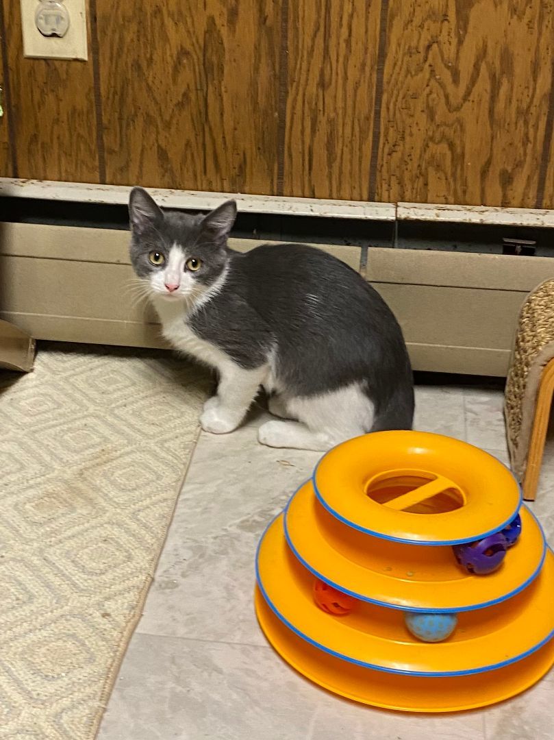 Orlando, a Adopted Domestic Short Hair in Pomona, NY image 5/5