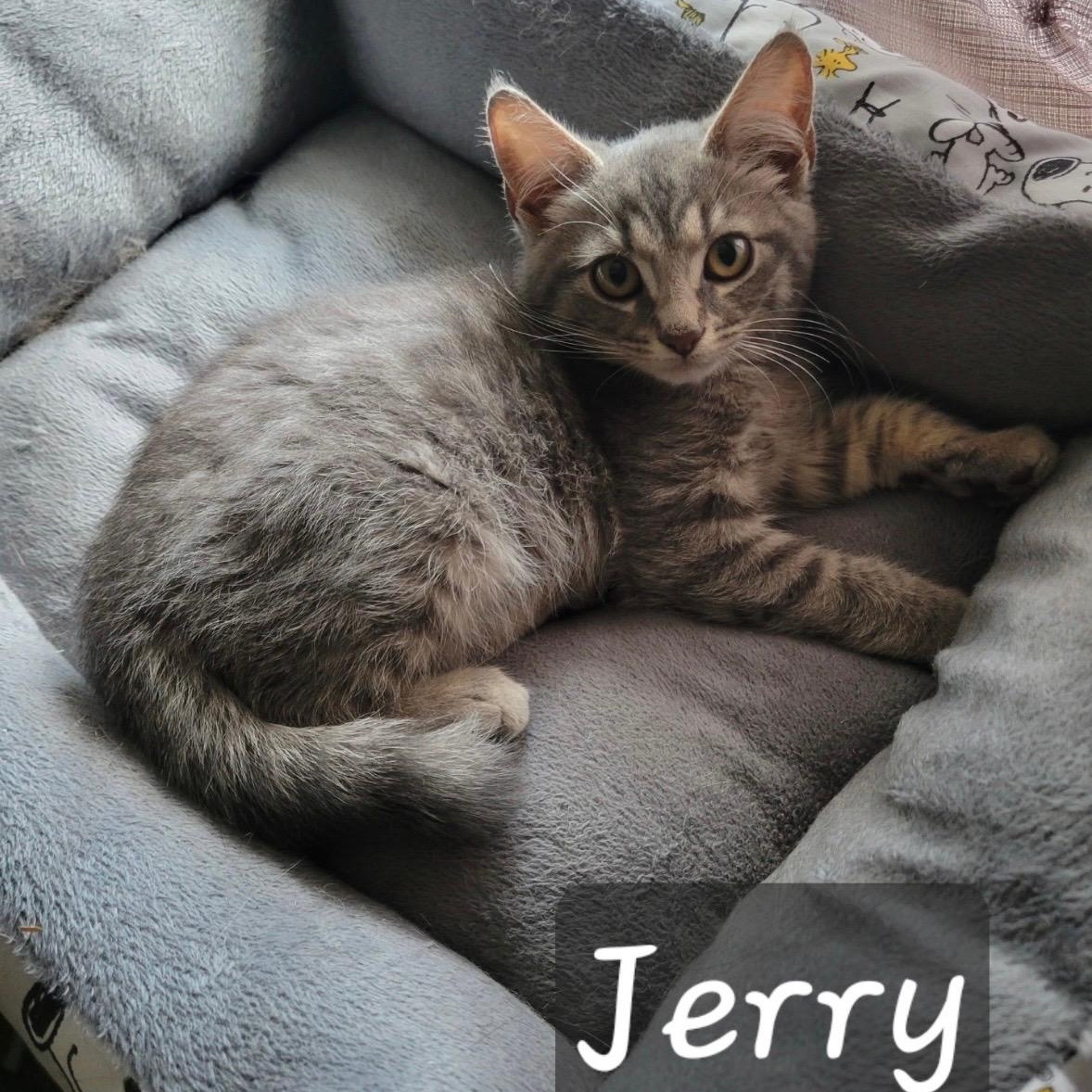 Enlarge Jerry, a ADOPTABLE Domestic Short Hair in Annapolis, MD image 1/1